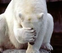 facepalm_bear.jpg