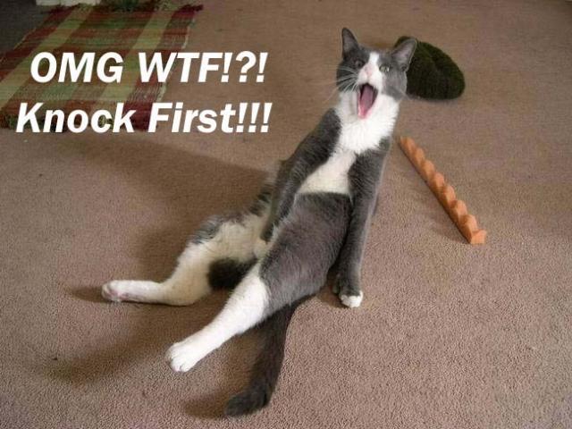 lol cat knock.jpg