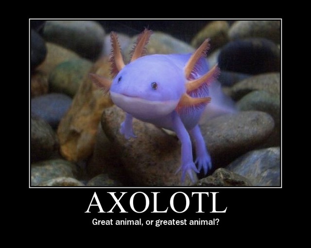 axolotllp1.jpg