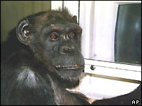 chimp_pc.jpg