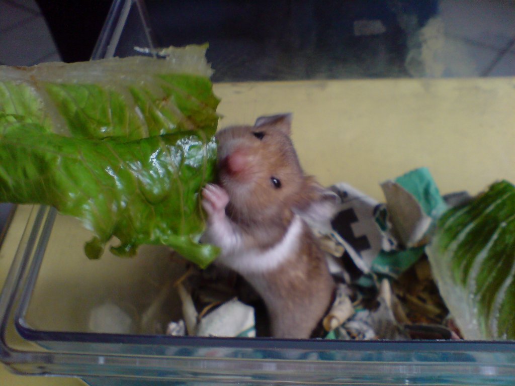 hamster.jpg