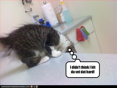 funny-pictures-kitten-hit-vet.jpg
