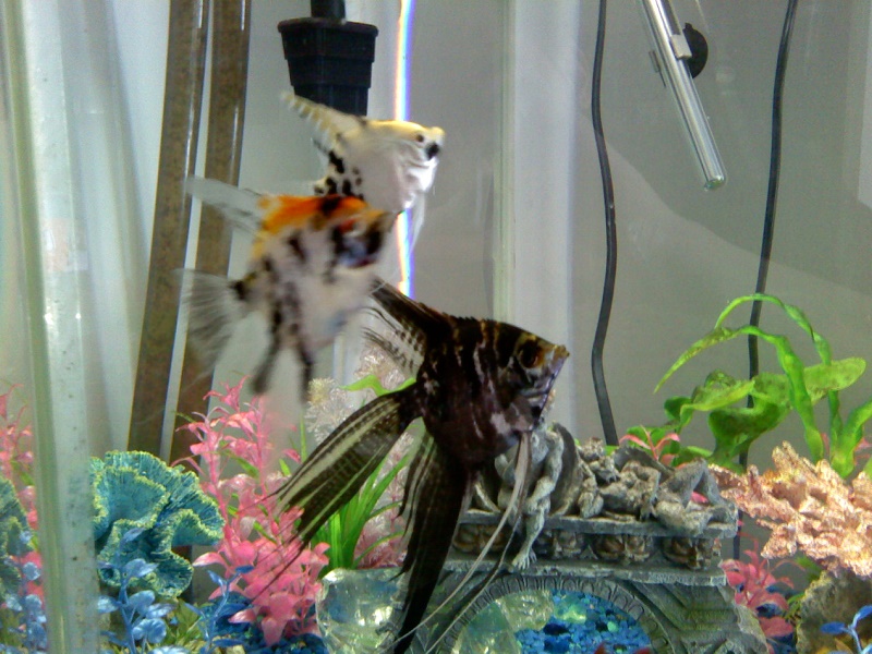 Two Koi, one marble.jpg