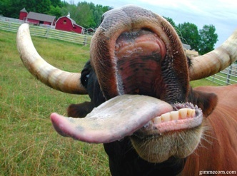 cowtongue.jpg